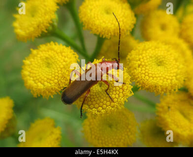 Soldato ROSSO BEETLE Rhagonycha fulva Foto Tony Gale Foto Stock