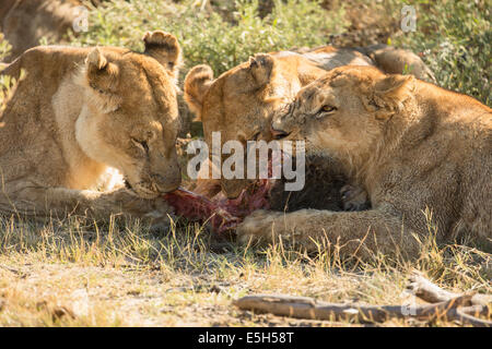 Chiudere fino a tre, Leonesse condividendo un babbuino uccidere a Duba Plains, Botswana Foto Stock