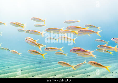Sciame di tonno albacora goatfish (Mulloidichthys vanicolensis) in una poco profonda baia sabbiosa in Mar Rosso Foto Stock