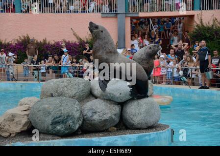 Steller Sea Lion a Marineland Foto Stock