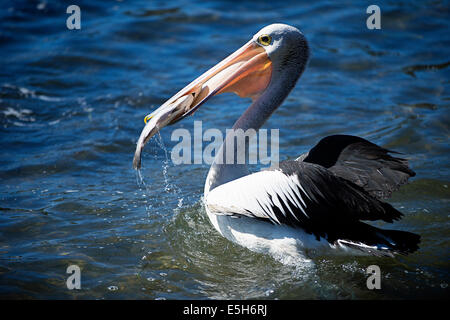 Grandi pelican mangiare un pesce Foto Stock