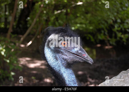 Un primo piano della testa di uno molto interessante la UEM Foto Stock