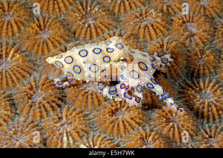 Blu velenose inanellato Octopus, Hapalochlaena lunulata. Foto Stock