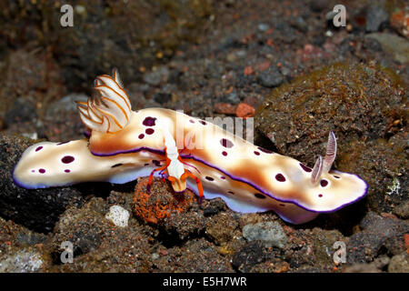 Nudibranch, Hypselodoris tryoni con l'imperatore gamberetti Zenopontonia rex. Precedentemente noto come Periclimenes imperator. Foto Stock