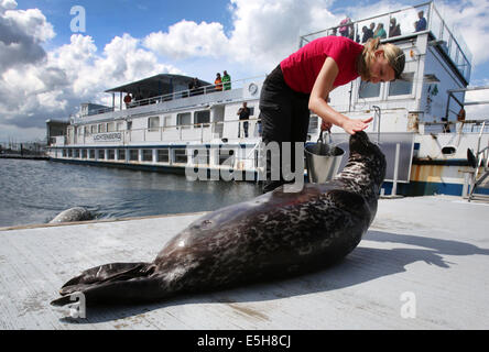 Rostock, Germania. Il 25 giugno, 2014. Studente laureato Tamara Heinrich lavora con guarnizione Luca in corrispondenza della guarnizione della stazione di ricerca Hohe Duene a Rostock, Germania, 25 giugno 2014. Foto: BERND WUESTNECK/dpa/Alamy Live News Foto Stock