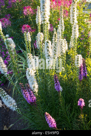 Letto di bella viola e bianco Blazing Star (liatris spicata) fiori, con cleome in background, al tramonto. Foto Stock