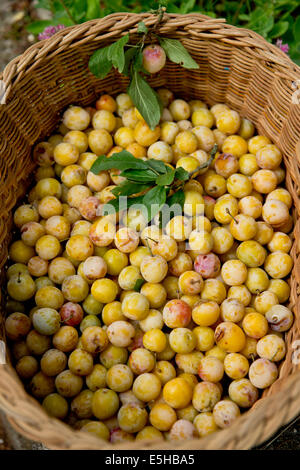 Mirabelle le susine sono raffigurate nella Grosbliederstroff, Francia, 1 settembre 2013. Foto: Daniel Karmann Foto Stock