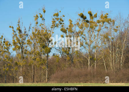 Vischio (Viscum album) su alberi di pioppo (Populus spec.), Sassonia-Anhalt, Germania Foto Stock