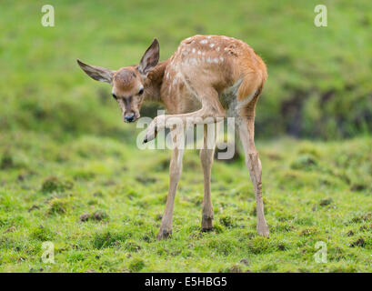 Il cervo (Cervus elaphus), di vitello, captive, Bassa Sassonia, Germania Foto Stock