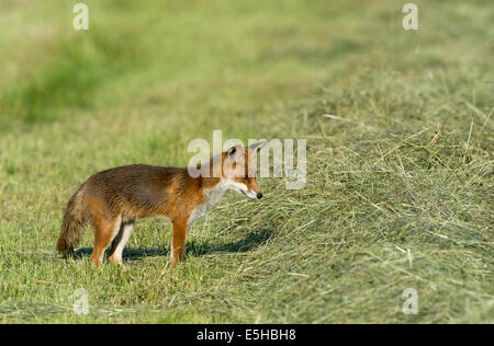 Red Fox (Vulpes vulpes vulpes), Nord Hesse, Hesse, Germania Foto Stock