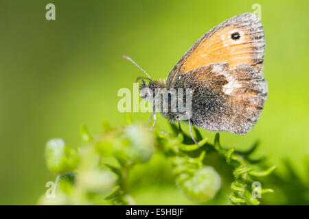 Small Heath butterfly (Coenonympha pamphilus), su bracken frond, South Wales, Regno Unito Foto Stock