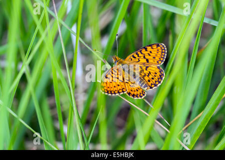 Piccola perla-delimitata Fritillary butterfly (Boloria selene), in erba, South Wales, Regno Unito Foto Stock