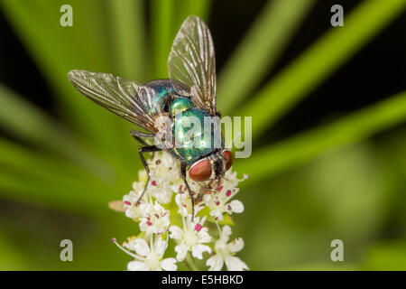 Verde bottiglia Fly (Lucilia sp.), alimentazione su un fiore, South Wales, Regno Unito Foto Stock