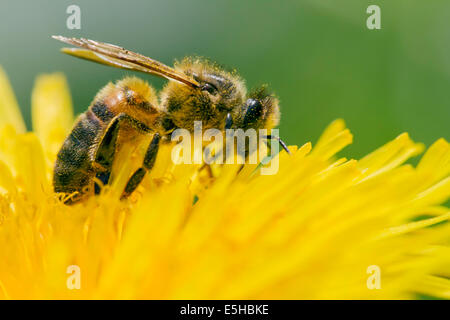 Il miele delle api (Apis mellifera), alimentando il fiore di tarassaco (Taraxacum sp.), South Wales, Regno Unito Foto Stock