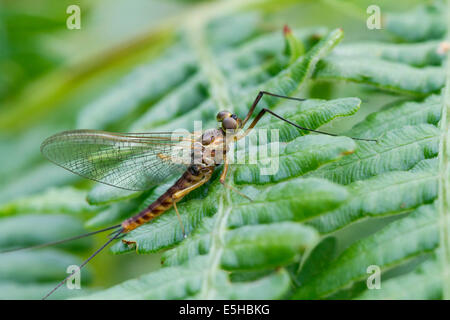 Mayfly (Ephemeridae), maschio, in Bracken frond, South Wales, Regno Unito Foto Stock