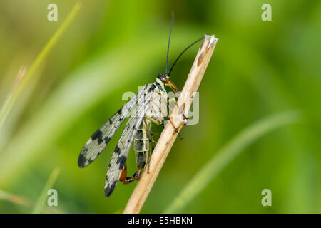 Scorpion Fly (Panorpa communis), maschio, su pianta morta levetta, South Wales, Regno Unito Foto Stock