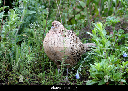 Gallina fagiano Foto Stock