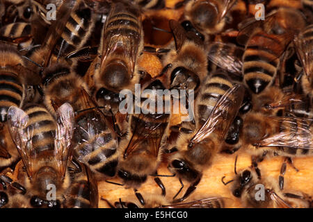 I lavoratori dell'honey bee Apis mellifera Carniolan su un favo di miele. Foto: Klaus Nowottnick Data: 04 giugno 2010 Foto Stock
