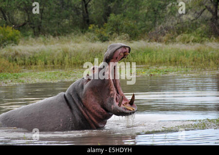 Ultimo avviso di Ippona Foto Stock