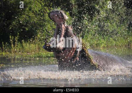 Arrabbiato wild ippona con un ampio open moputh Foto Stock