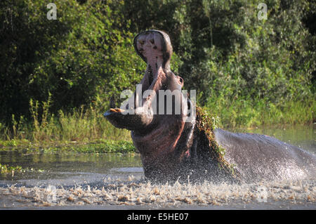 Vecchio arrabbiato ippona con una ampia bocca aperta Foto Stock