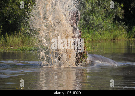 Un ippopotamo con un ampia bocca aperta Foto Stock