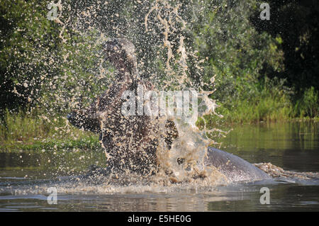 Un ippopotamo con un ampia bocca aperta Foto Stock