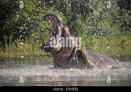 Hippo con una ampia bocca aperta Foto Stock