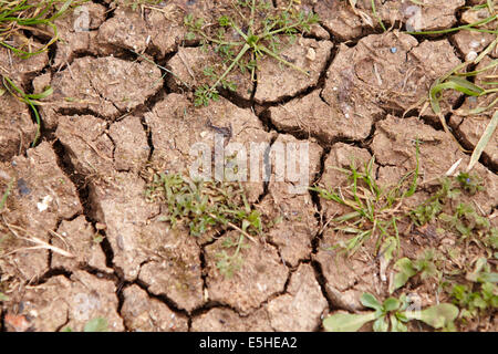 Incrinature nel terreno provocata dalla siccità Foto Stock