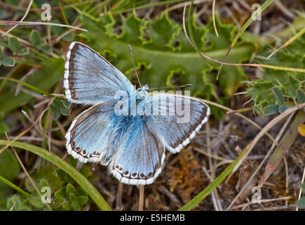 Chalkhill Blue Butterfly. Denbies Hillside, Ranmore comune, Surrey, Inghilterra. Foto Stock