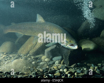 Salmone atlantico (Salmo salar), captive Foto Stock