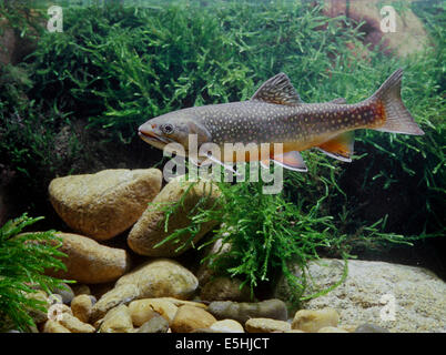 Trota di fiume (Salvelinus fontinalis), captive, Francia Foto Stock