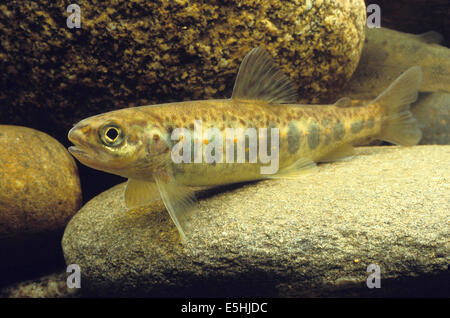 Salmone atlantico (Salmo salar), captive Foto Stock