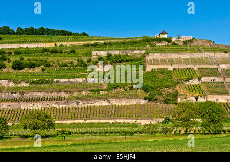 Terrazze di vigneti nella regione Kaiserstuhl, Baden-Württemberg, Germania Foto Stock