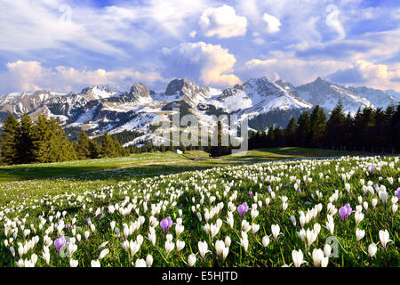 Fioritura crocus prato con nuvole temporalesche al di sopra delle Alpi Bernesi, Nünenenflue, Gantrisch, Ochsen, Gurnigel pass, il Cantone di Berna Foto Stock