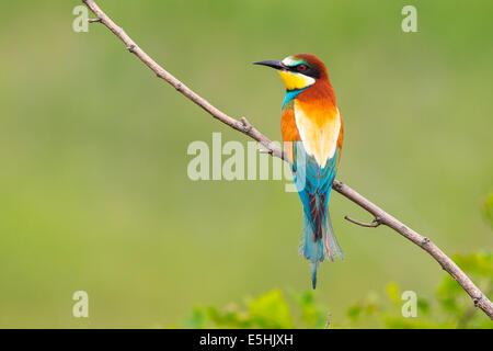 Unione Gruccione (Merops apiaster) seduto sul ramo, il lago di Neusiedl, Austria Foto Stock