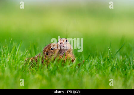 Due giovani di massa europeo scoiattoli (Spermophilus citellus) di entrare in contatto, il lago di Neusiedl, Austria Foto Stock