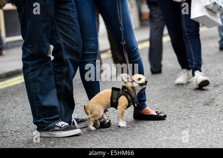 Un piccolo cane marrone chihuahua masticare sul suo guinzaglio con i suoi proprietari si fermò accanto ad esso su una strada di Londra. Foto Stock