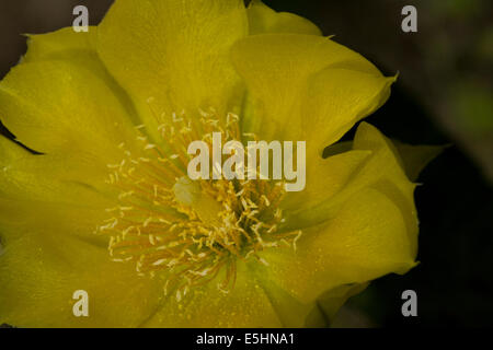 Fiore giallo di Crespino fig impianto Foto Stock