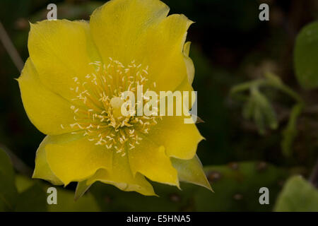 Fiore giallo di Crespino fig impianto Foto Stock