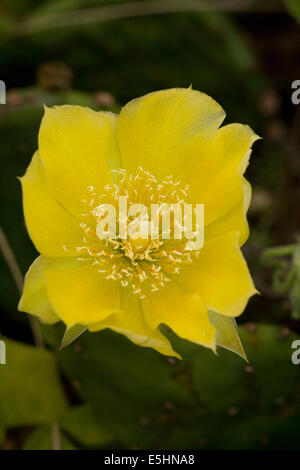 Fiore giallo di Crespino fig impianto Foto Stock