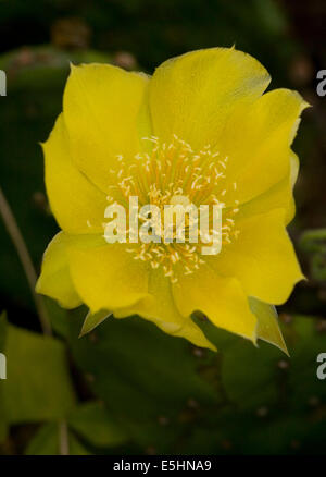 Fiore giallo di Crespino fig impianto Foto Stock