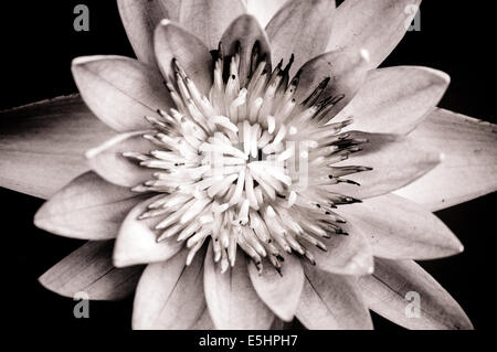 Close-up shot di ninfee in bianco e nero Foto Stock