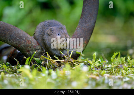 Acqua vole (Arvicola amphibius), Regno Unito Foto Stock