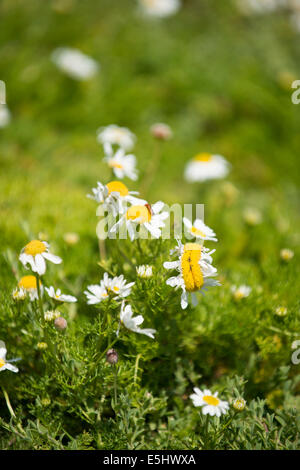 Fiore deformata di mare Mayweed, Tripleurospermum maritumum, eventualmente una forma di fasciation Foto Stock