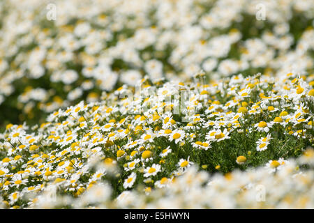 Masse di mare Mayweed, Tripleurospermum maritumum in fiore Foto Stock