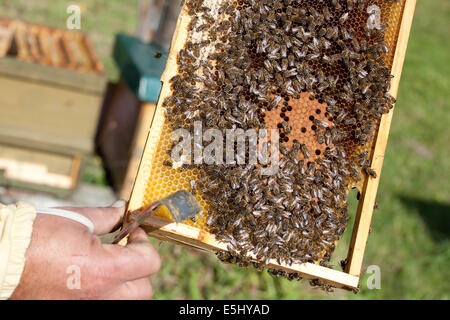 Un apicoltore controllato i suoi alveari Foto Stock