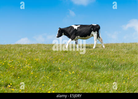 Mucca pascolare nel campo nel Dorset, England Regno Unito Foto Stock