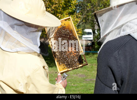 Due gli apicoltori controllati gli alveari Foto Stock