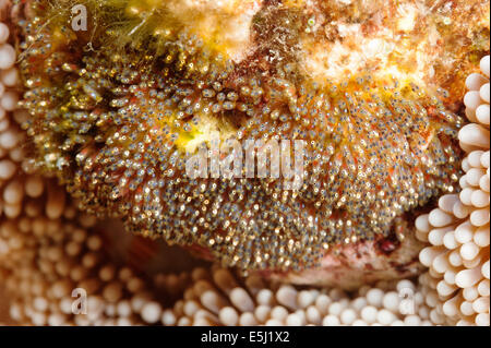 Uova di due nastrare clownfish in Mar Rosso off costa del Sudan Foto Stock